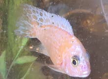Fish Cichlid 20 each Fish Cichlid 20 each