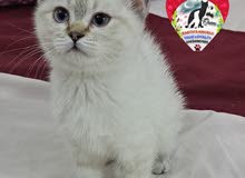 قطة أنثى سكوتش سترايت كيتن Scottish Fold