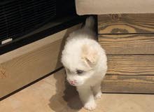 bichon teacup bichon teacup