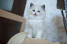 looking for a pure ragdoll kitten looking for a pure ragdoll kitten