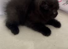 3 British kittens for sale بريتش 3 British kittens for sale بريتش