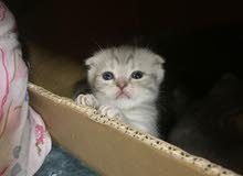 3 male 1 female pure scottish fold 3 male 1 female pure scottish fold