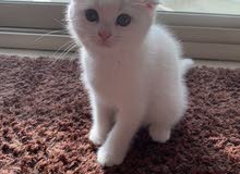 Pure Scotish fold kitten Pure Scotish fold kitten