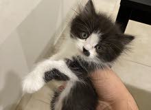كيتنس للبيع كيتنس للبيع