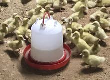 صوص بط صوص بط