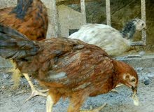 دجاجة للبيع دجاجة للبيع