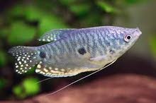 Male gaurami Male gaurami