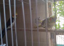 cocktail pair,2 finch pairs,jumbo Holland pair for sale cocktail pair,2 finch pairs,jumbo Holland pair for sale