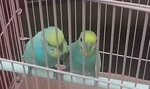 2 Budgies Breeding Pairs For Sale