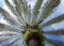 مطلوب فني زراعي نخيل مطلوب فني زراعي نخيل