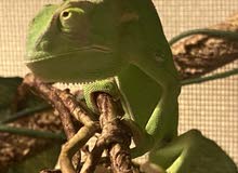 chameleon حرباء chameleon حرباء