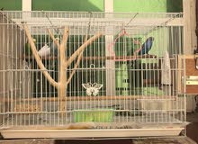 3 Budgies for sale with cage