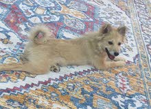 cute dog cute dog
