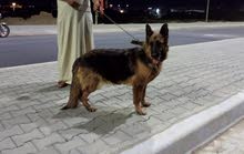 كلبة جيرمن البيع كلبة جيرمن البيع