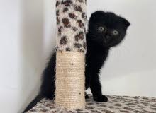 Very rare Chocolate scottish fold kitten (2months) Very rare Chocolate scottish fold kitten (2months)