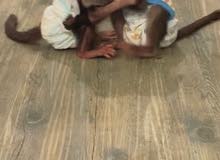 قرود رضيعه للبيع قرود رضيعه للبيع