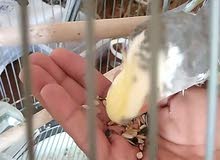 كوكتيل اليف انثى كوكتيل اليف انثى