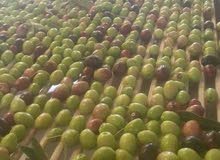 زيت الزيتون بالجودة عالية زيت الزيتون بالجودة عالية