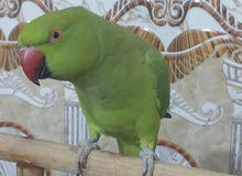 ببغاء دره فحل مخلف ببغاء دره فحل مخلف