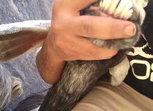 ماعز عدد2...... ماعز عدد2......