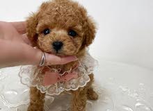 poodle puppies