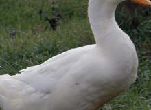 للبيع بط بكيني for sale bikini duck 60 aed للبيع بط بكيني for sale bikini duck 60 aed