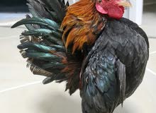 Serama Breeder Pair Serama Breeder Pair