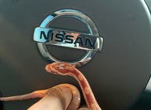 كورن سنيك كورن سنيك