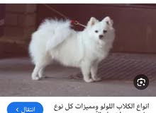 كلب لولو فوكس لعمر سنه