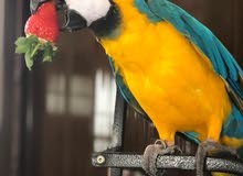 macaw sold macaw sold