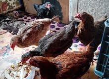 دجاجات عرب بياض دجاجات عرب بياض