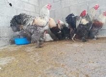 ديوك ودجاج براهما ديوك ودجاج براهما