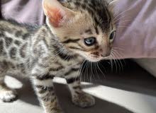 PURE bengal kitten قط بنغال پيور 2500 best price cat PURE bengal kitten قط بنغال پيور 2500 best price cat