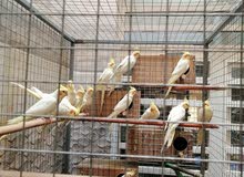 طيور كوكتيل شكريات بزارات طيور كوكتيل شكريات بزارات