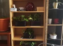 bookshelve bookshelve