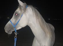 حصان مصري بيور