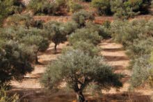 Farm Land for Sale in Tulkarm Beit Lid