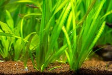 Vallisneria Vallisneria
