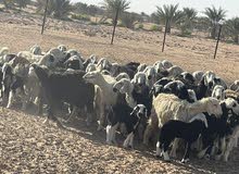 ماعز للبيع ماعز للبيع