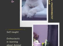 Dog walking/ Animal Training Dog walking/ Animal Training