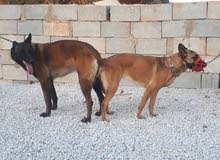 pure puppies belgium malinois pure puppies belgium malinois
