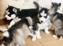 Chiots Husky race pure Chiots Husky race pure