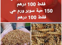 ميل ورم حي و سوبر ورم حي ميل ورم حي و سوبر ورم حي
