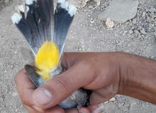 بلبل مال البصره اريد راوسه بطيور حب بلبل مال البصره اريد راوسه بطيور حب