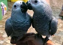 African grey parrot lola pair available for adoption