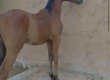 خيول للبيع بسعر 2000 ريال