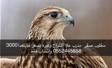 مطلوب صقر مطلوب صقر