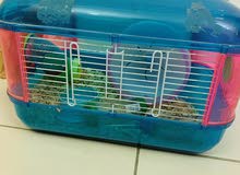 Hamster Cage Hamster Cage