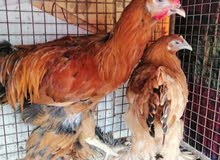 qutioned chicken qutioned chicken