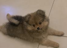 Mini Pomerian Mini Pomerian